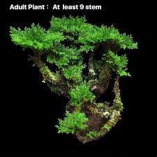 Image result for Selaginella tenerrima