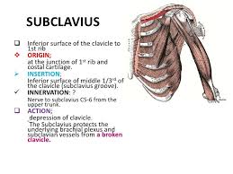 Image Result For Subclavius Origin Insertion Shoulder Anatomy Muscle Anatomy Brachial