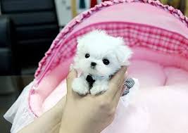 Maybe you would like to learn more about one of these? Get Maltese For Sale Protect Home Maltese Puppies For Sale Teacup Puppies Maltese Maltese Puppy