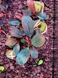 Image result for Eriocaulon buchananii