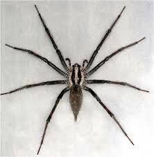 This spider is frequently in my door frame in the afternoon. Identify The Most Common Spiders Found In Upstate Ny And Vermont Nature S Way Pest Control