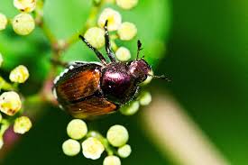 View insects and their relatives. Can Beetles Fly Understanding The Facts Terminix