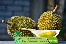 Biasanya jika dilakukan perawatan dengan baik maka pohon ini akan tumbuh antara 25 hingga 50 meter. Jual Bibit Benih Durian Musang King Asli