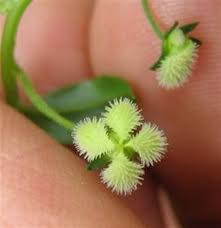 Image result for Loxogramme latifolia