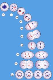 Mitosis) เป็นการแบ่ง เซลล์ แบบแบ่งตัวโดยตรง คือ นิวเคลียส ค่อยๆ ยาวออกและเกิดคอดลงแล้วแบ่ง ไซโตพลาสซึม. à¸à¸²à¸£à¹à¸š à¸‡à¹€à¸‹à¸¥à¸¥ 6 3 62 Cell Structure Quiz Quizizz