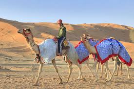 Races take place almost every weekend in between the. Camel Race Track Ras Al Khaimah