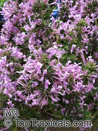 Image result for Hypoestes forskaolii