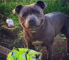 Stafford Bull Terrier Funny Animals Funny Animal Pictures Cute Animals