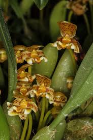 Image result for Bulbophyllum fuscum