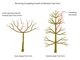 However, pruning can produce better fruit. How To Prune A Fruit Tree Step By Step Deep Green Permaculture