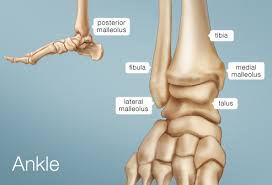Swelling, inability to bear weight, and dislocated bones are some of the symptoms.(6✔). Ankle Human Anatomy Image Function Conditions More