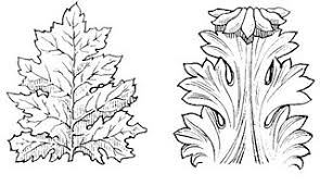 Image result for Acanthus mayaccanus