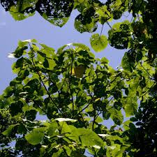 Image result for Neoboutonia melleri