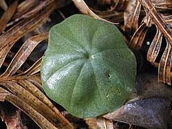 Image result for Nervilia sp.no.4