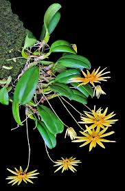Image result for Bulbophyllum