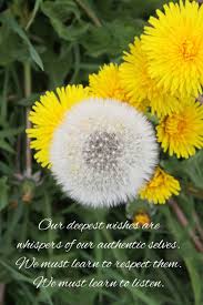 Dandelion Wishes Dandelion Clock Dandelion Daffodils