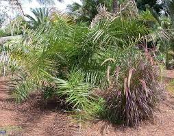 Image result for Phoenix pusilla