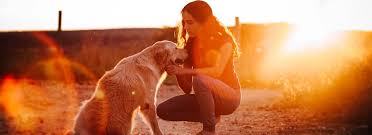 Bone marrow transplant for dogs with lymphoma. Dog Cat Cancer Diagnostics Veterinarian Services In Monterey Ca