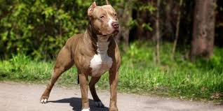 Unlike other breeds, they are actually a lot trickier when it comes to food and that means it can with that in mind, we created a list with some of the best food for pitbull puppies, food that you can purchase right now, and which is rich in protein. The Best Pit Bull Diet How To Properly Feed Them Dogexpress