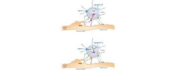 Prostaglandin e 2 is an endogenous prostaglandin and primary product of arachidonic acid/cyclooxygenase pathway. The Receptor Ep3 To Pge2 A Rational Target To Prevent Atherothrombosis Without Inducing Bleeding Sciencedirect