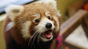 Red Pandas Cursed By Their Adorable Looks Face Extinction Red Panda Scary Animals Cutest Animals On Earth