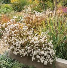 Image result for Clerodendrum fasciculatum