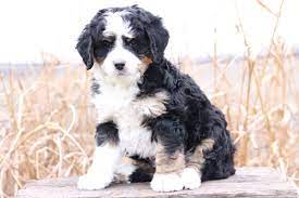 Find the perfect bernedoodle puppy for sale in millersburg ohio, oh at puppyfind.com. Mini Bernedoodle Breeders Ohio