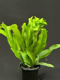 Image result for Microsorum punctatum