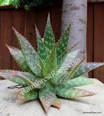 Image result for Aloe zebrina