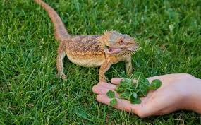 Maybe you would like to learn more about one of these? What Do Bearded Dragons Eat Best Food List And Feeding Guide Everything Reptiles