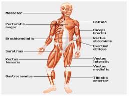 So, explore the human body with various diagram of human body with the description of objects in the body like never before! Human Muscular System Online Presentation