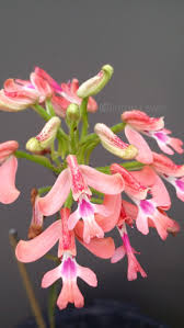 Image result for Cynorkis debilis