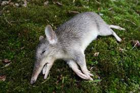 Animals World Long Nosed Bandicoot Desnudos