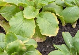 Yellowing Veggie Leaves The Seed Collection