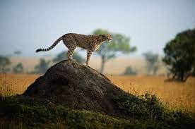 Traverse the charming garden route, give in to the allure of the kruger national park and kgalagadi transfrontier park, brush up. Best South Africa Safaris Tours Safari Lodges For 2021 2022