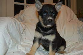 Litter Of 7 Gerberian Shepsky Mix Puppies For Sale In Annandale Va Adn 53259 On Puppyfinder Com Gender Female Age Puppies For Sale Shepsky Puppy Puppies