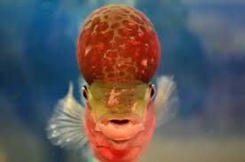 Check spelling or type a new query. 5 Penyakit Ikan Louhan Yang Paling Berbahaya Ikanesia Id