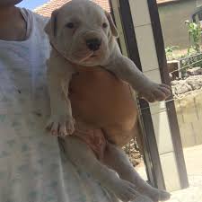 Mutlu Uretim Ciftligi 30 Photos Pet Breeder Kayseri