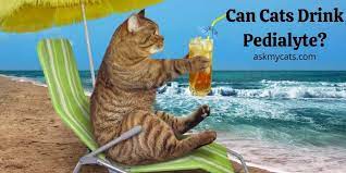 Can Cats Drink Pedialyte How Is It Used For Dehydration