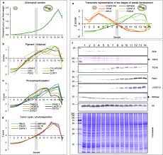 Answer to how would the cell be affected if the chloroplast would not function properly or if it were missing completly?. Cellular And Transcriptomic Analyses Reveal Two Staged Chloroplast Biogenesis Underpinning Photosynthesis Build Up In The Wheat Leaf Genome Biology Full Text
