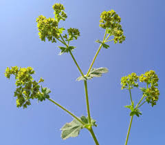Image result for Alchemilla kiwuensis