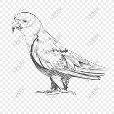 Drawing is a complex skill, impossible to grasp in one night, and sometimes you just want to draw. Parrot Bird Sketch Illustration Png Image Picture Free Download 611235133 Lovepik Com