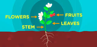What does ded stand for? Parts Of A Plant Science Quiz Proprofs Quiz
