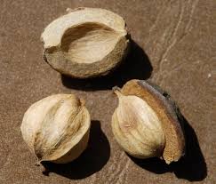 Check spelling or type a new query. Seed Of The Week Shagbark Hickory Growing With Science Blog