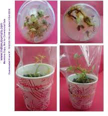 Image result for Cyamopsis serrata