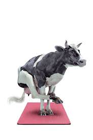 Its A Cow Doing Yoga Animal Caricature Animal Portraits Art Cute Cows