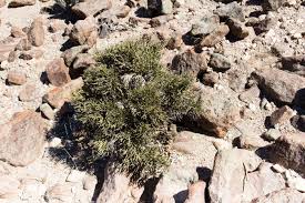 Image result for Arthraerua leubnitziae