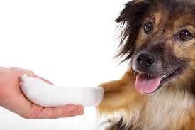 Vers chat desinfecter la maison. Plaie Chez Le Chien Et Le Chat Nettoyer Et Prevenir L Infection Trucs Astuces Chien Santevet