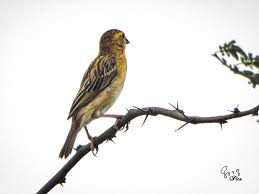 Image result for Pycreus nigricans