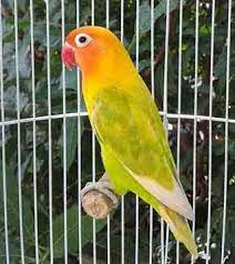 We did not find results for: Cakraningrat Lovebird Nama Nama Lovebird Menurut Warna